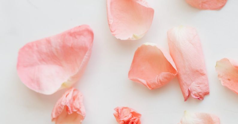 Brake Fade - Top view of shabby rose and few scattered petals on smooth white background