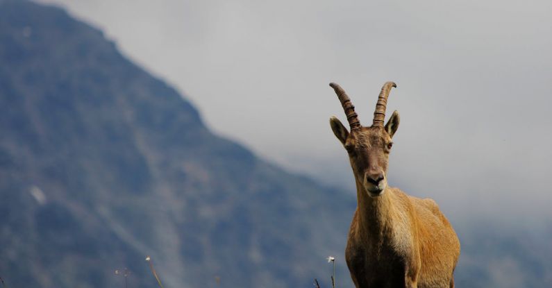 Bushings - A goat stands on a hillside in the mountains