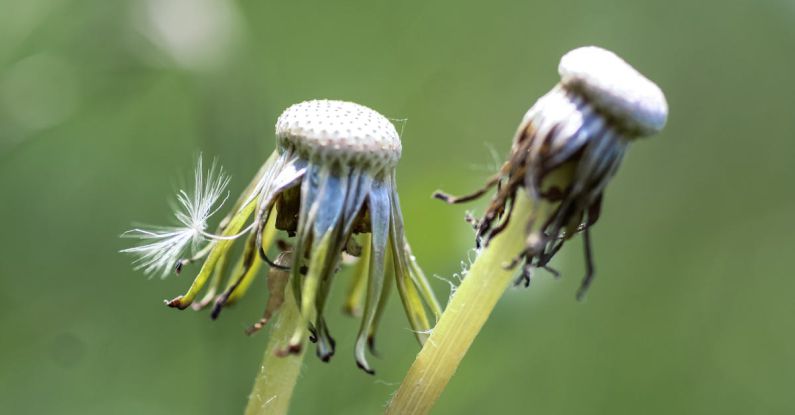 Blown Fuses - Seedless Dandelions 
