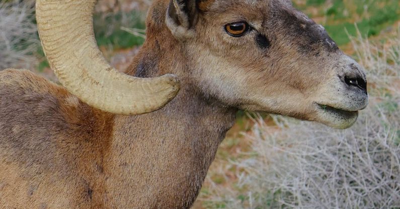 Head Gasket - wildlife in Nevada